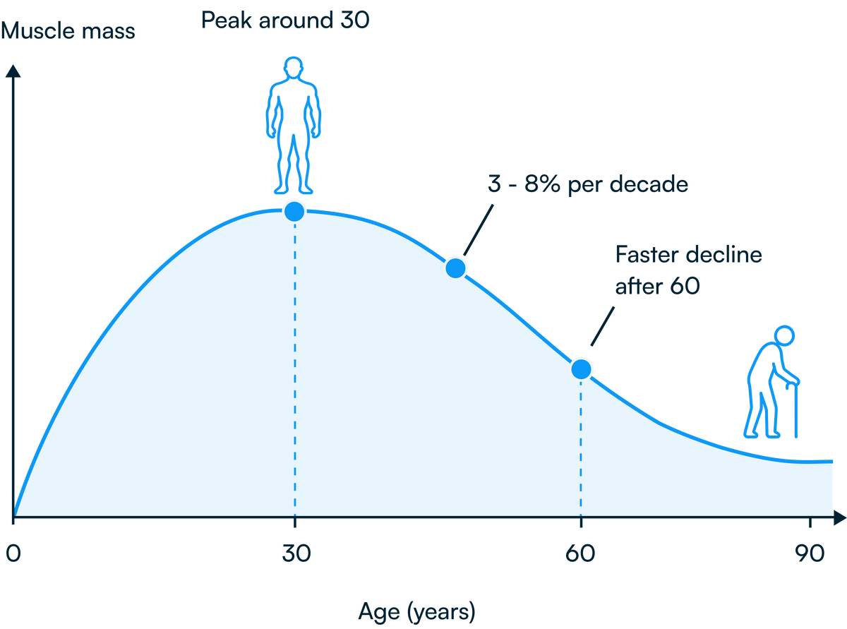 Chart showing muscle mass declining with age